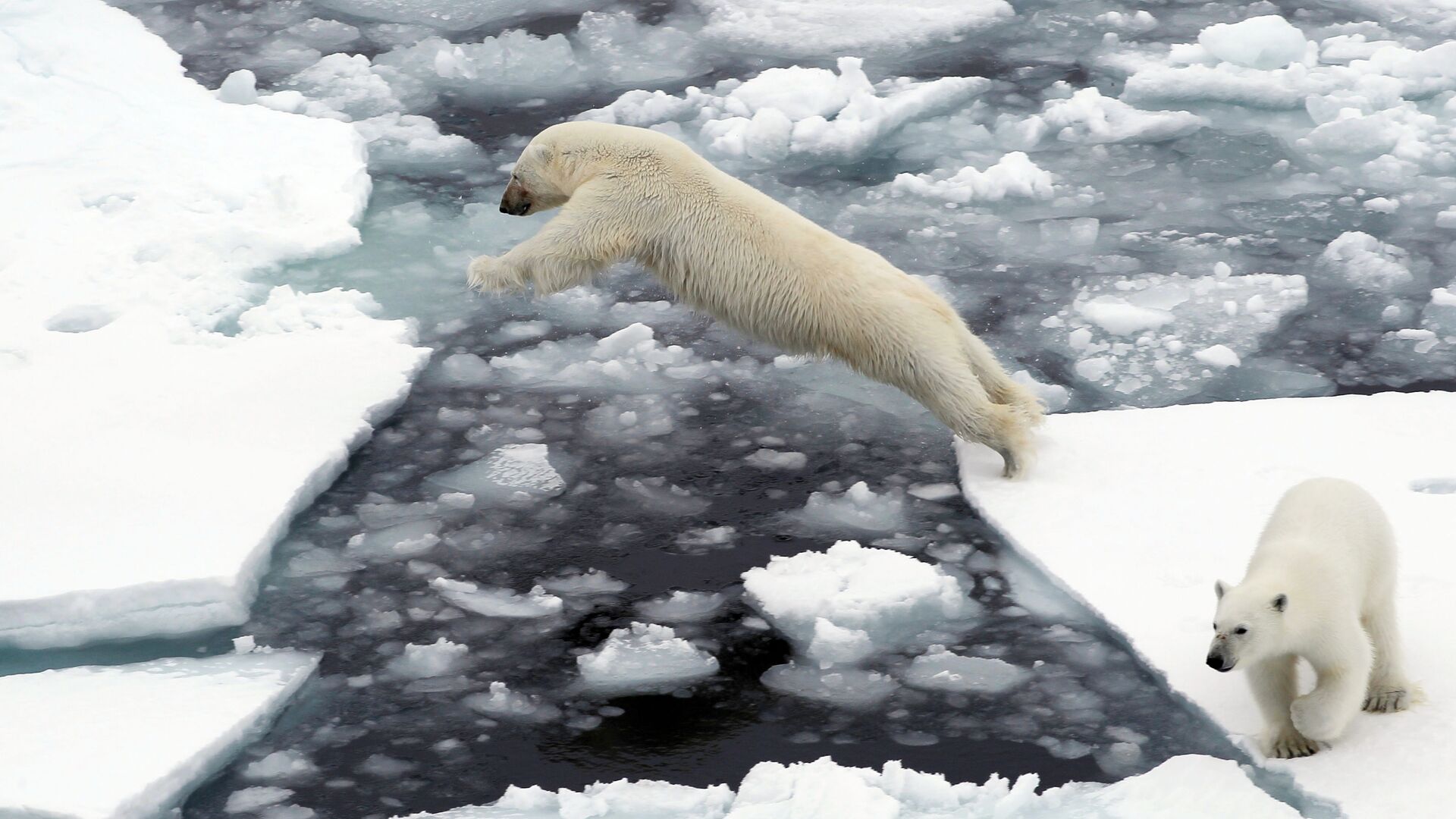 Белые медведи на льдине в Северном ледовитом океане - Sputnik Армения, 1920, 25.11.2021