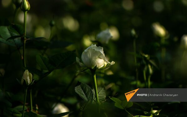 Бутоны роз в теплице Карине Товмасян - Sputnik Армения