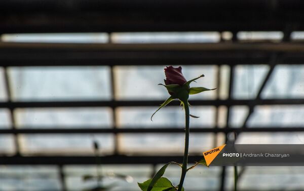 Бутон розы в теплице Карине Товмасян - Sputnik Армения
