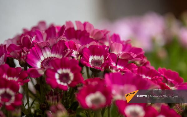 Цветы Цинерарии в теплице Карине Товмасян - Sputnik Армения