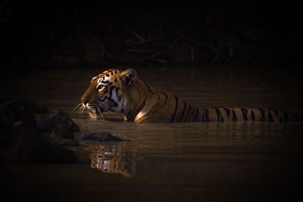 Снимок Bengal tiger with catchlight in water hole британского фотографа Nick Dale, занявший первое место в категории Animal portraits конкурса World Nature Photography Awards 2020 - Sputnik Армения