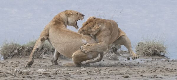 Снимок Lions фотографа из США Patrick Nowotny, занявший первое место в категории Behaviour - Mammals конкурса World Nature Photography Awards 2020 - Sputnik Армения