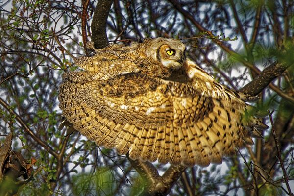 Снимок Great horned owl канадского фотографа Dale Paul, занявший первое место в категории Behaviour - Birds конкурса World Nature Photography Awards 2020 Снимок Great horned owl канадского фотографа Dale Paul, занявший первое место в категории Behaviour - Birds конкурса World Nature Photography Awards 2020 - Sputnik Армения