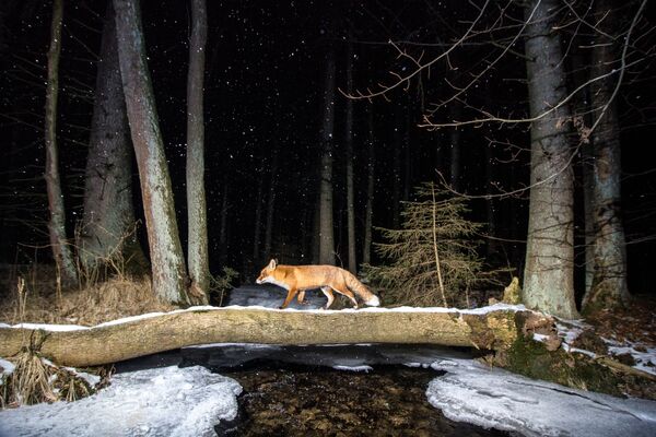Снимок Fox чешского фотографа Vladimir Cech, занявший второе место в категории Animals in their habitat конкурса World Nature Photography Awards 2020 - Sputnik Армения