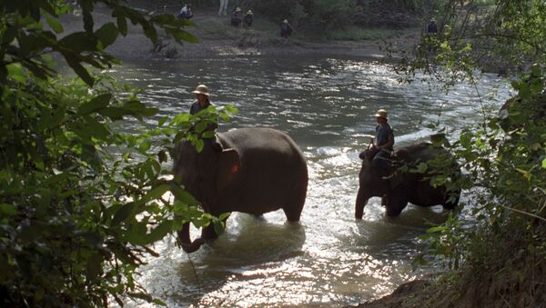 слоны Таиланд - Sputnik Армения