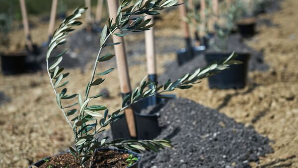 Саженец оливкового дерева перед началом церемонии высадки аллеи оливковых деревьев в Никитском ботаническом саду Крыма - Sputnik Армения