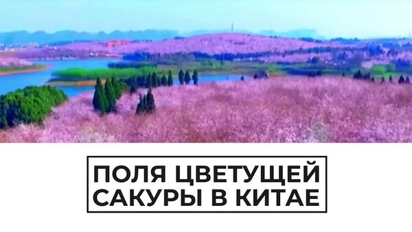 Поля цветущей сакуры в Китае - Sputnik Армения
