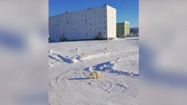 На Таймыре полицейский отогнал к берегу Карского моря забредшего в посёлок Диксон белого медведя - Sputnik Армения