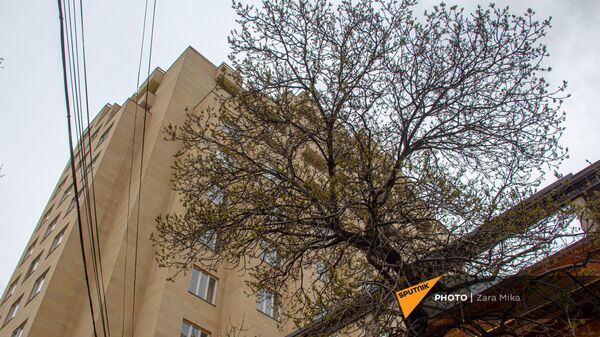 Дерево с распустившимися почками на фоне высотного здания в Ереване - Sputnik Армения