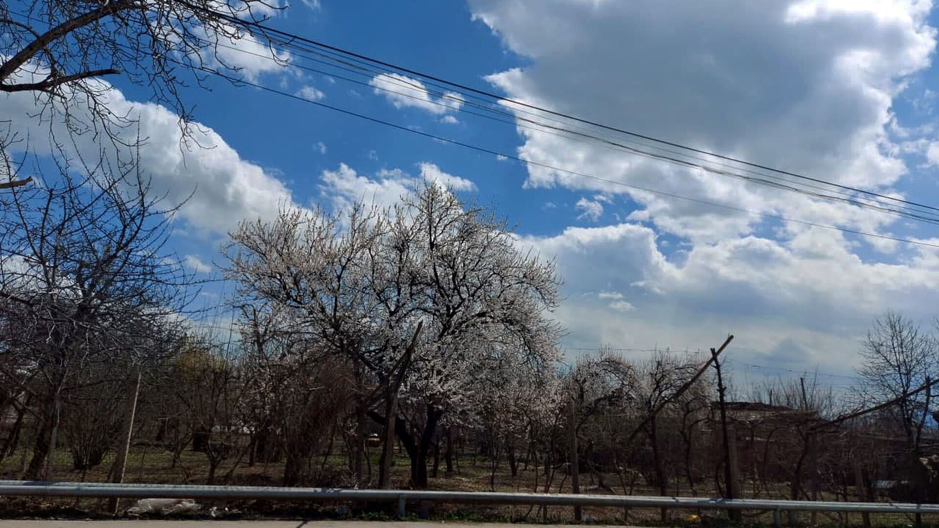Цветущее дерево в селе, Араратская область - Sputnik Армения, 1920, 03.02.2022