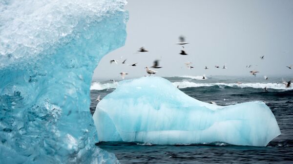 Летающие над айсбергом чайки в лагуне Йёкюльсаурлоун в Исландии - Sputnik Армения