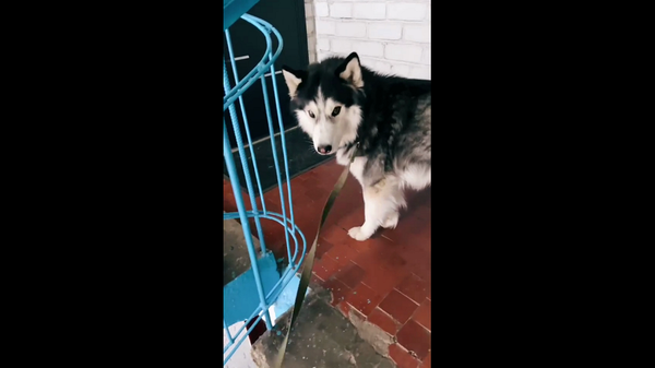 Подозрительно тихий после прогулки пес насторожил хозяйку, и не зря – смешное видео - Sputnik Армения