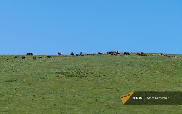 Скот пасется на склонах села Драхтик Гегаркуникской области - Sputnik Армения