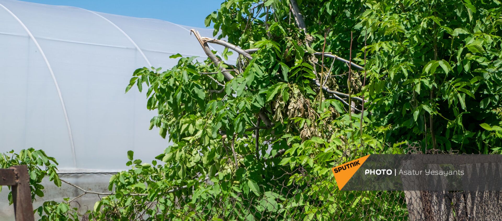 Поврежденное от ветра дерево в селе Акнашен Армавирской области - Sputnik Արմենիա, 1920, 08.06.2021