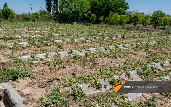 Ջրարբի գյուղի վնասված բերքը - Sputnik Արմենիա