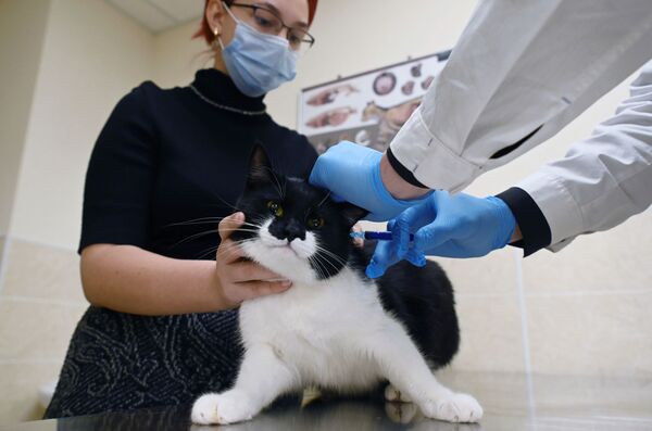 Хозяйка держит кота во время вакцинации от COVID-19 в ветеринарной клинике в Москве - Sputnik Армения
