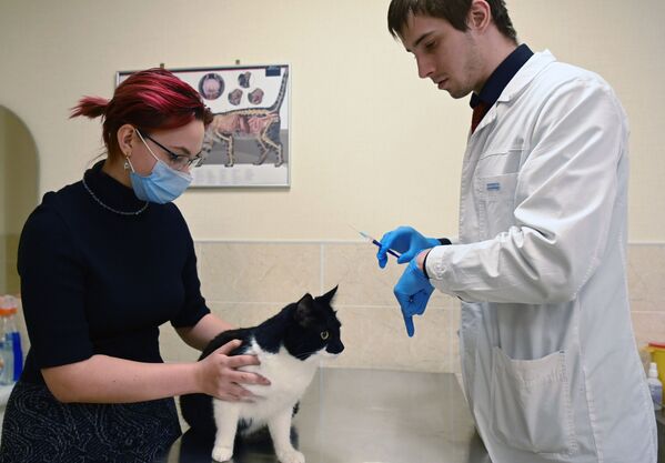 Хозяйка держит кота во время вакцинации от COVID-19 в ветеринарной клинике в Москве - Sputnik Армения