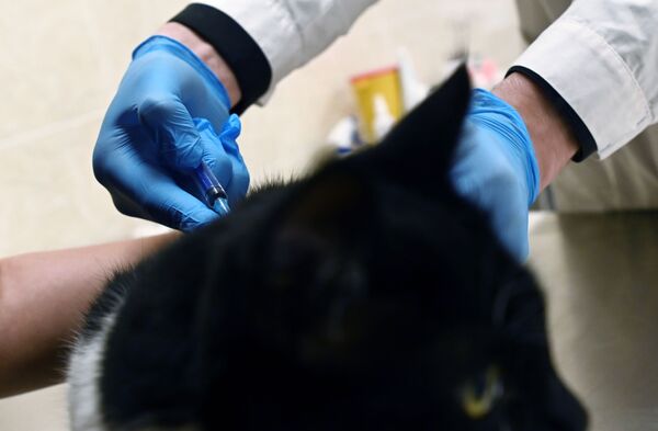 Кот во время вакцинации от COVID-19 в ветеринарной клинике в Москве - Sputnik Армения