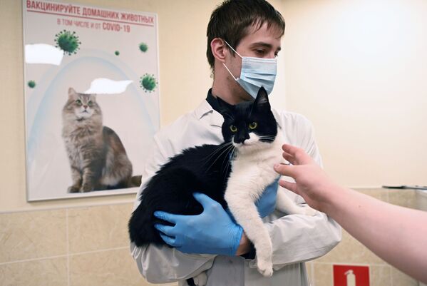 Ветеринар держит в руках кота перед вакцинацией от COVID-19 в ветеринарной клинике в Москве - Sputnik Армения