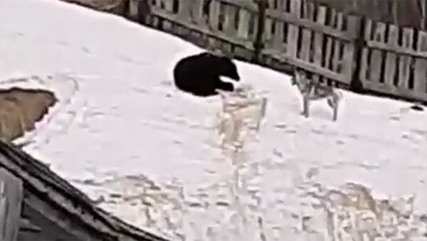 Медведь катался со снежной горке на Сахалине - Sputnik Армения