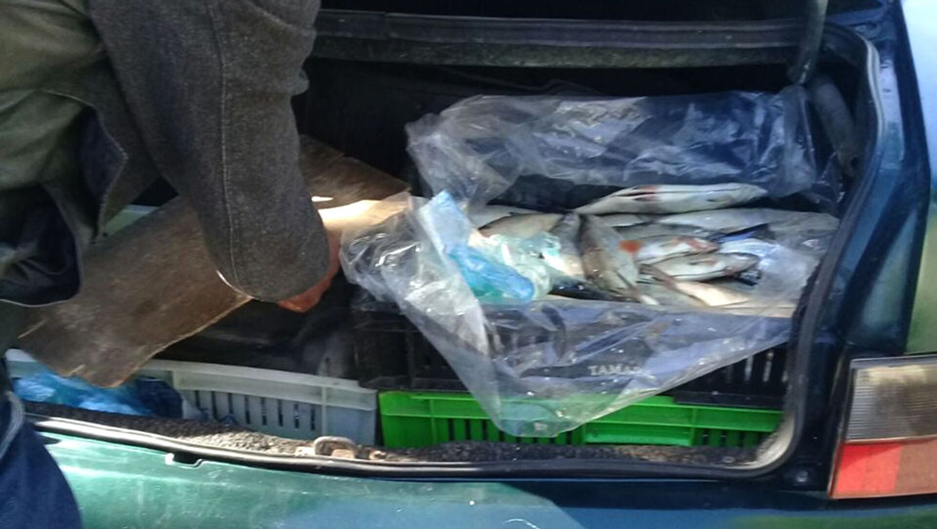 Незаконный улов рыбы в багажнике автомобиля - Sputnik Արմենիա, 1920, 04.06.2021