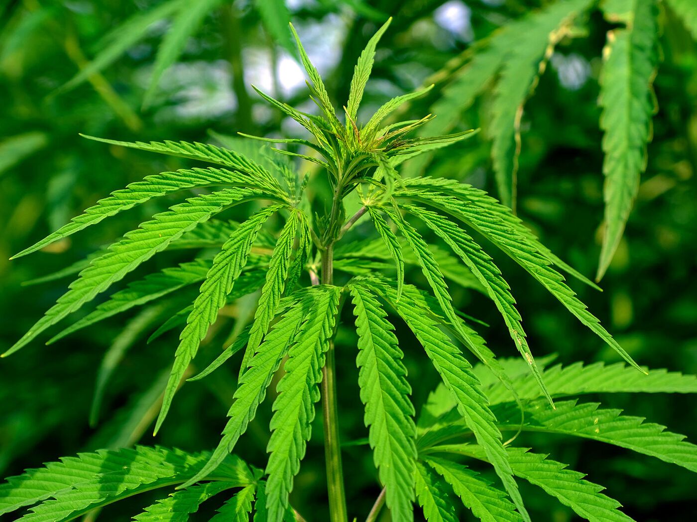 легализация финляндия марихуана