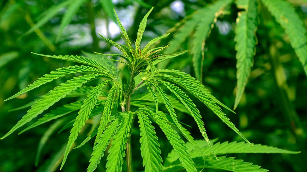 Легализация финляндия марихуана фирменные семена марихуаны