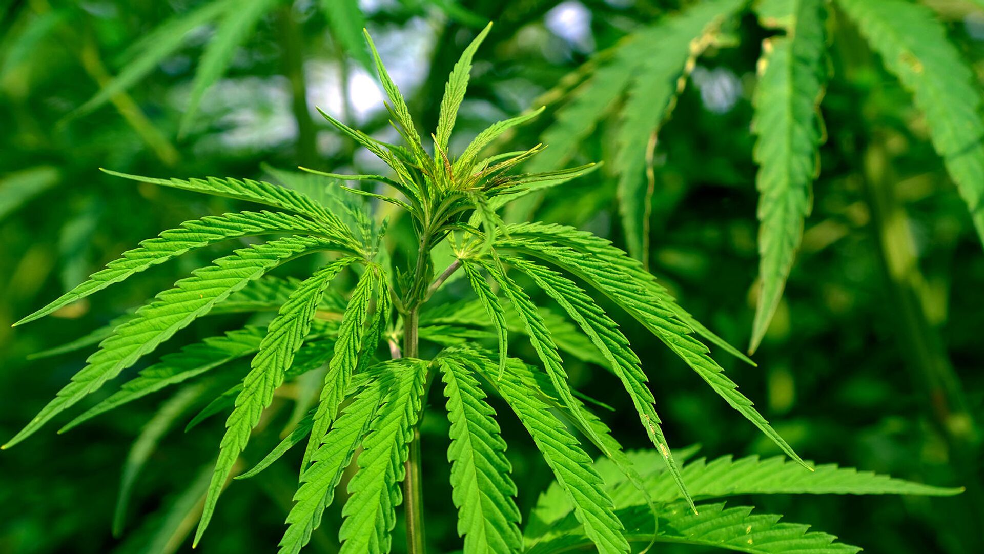 швейцария легализовала марихуану