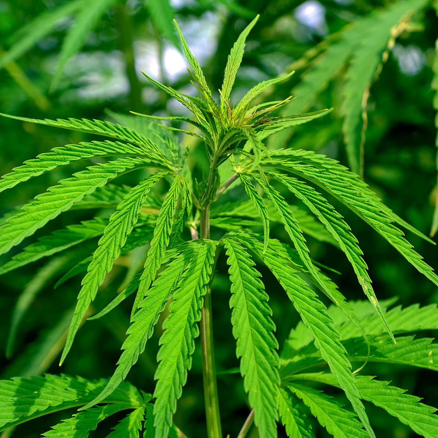 легализация марихуаны в швейцарии