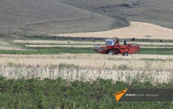 Բենիամին գյուղի չորացած արտերը Բենիամին գյուղի չորացած արտերը - Sputnik Արմենիա