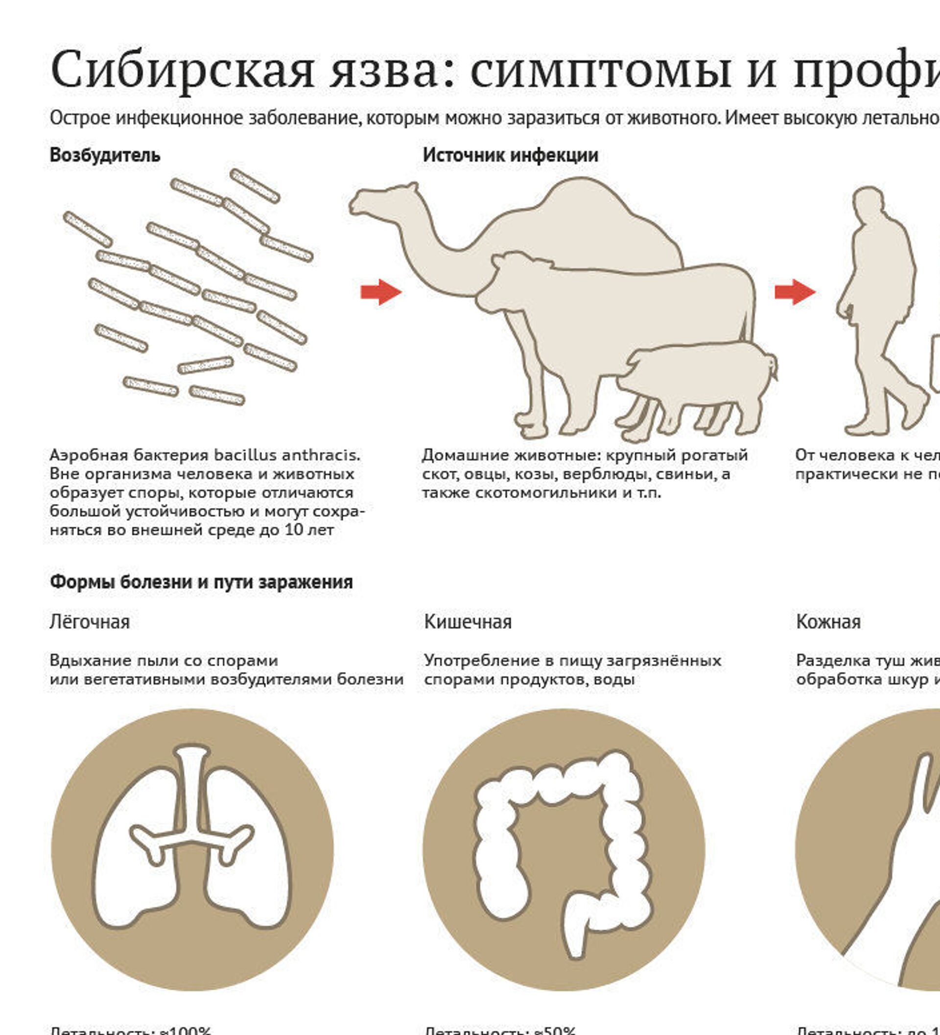 Сибирская язва рисунок