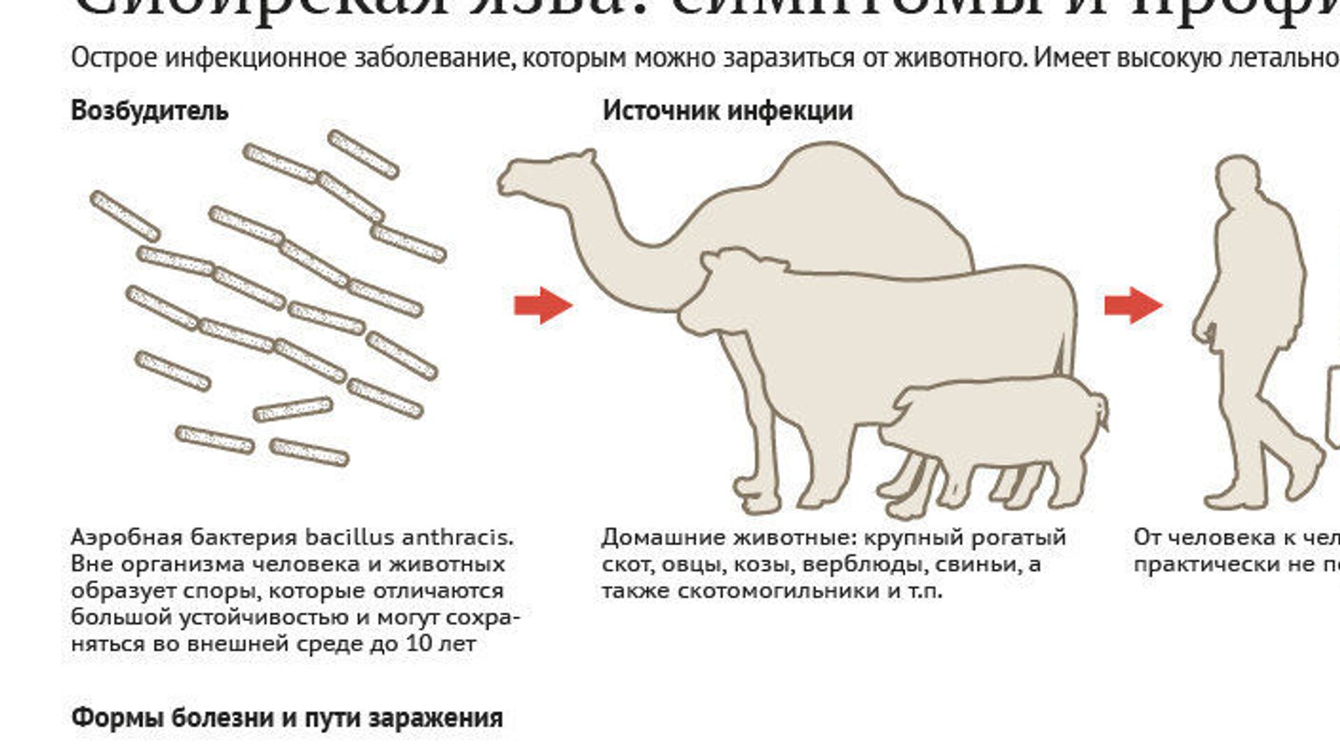 Сибирская язва симптомы фото