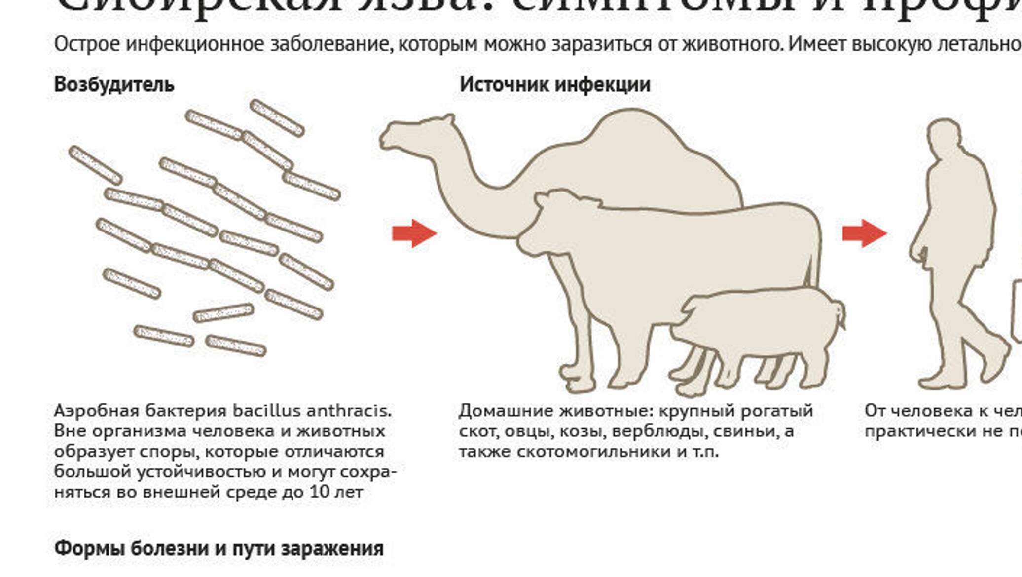 Симптомы сибирской язвы. Сибирская язва возбудитель пути заражения меры предупреждения. Сибирская язва источник инфекции. Сибирская язва схема заражения. Сибирская язва возбудитель пути заражения меры профилактики.