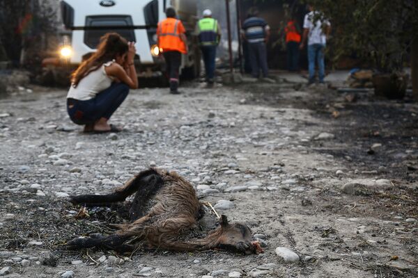 Девушка плачет у останков сгоревшего животного в зоне лесных пожаров (28 июля 2021). Турция
 - Sputnik Армения