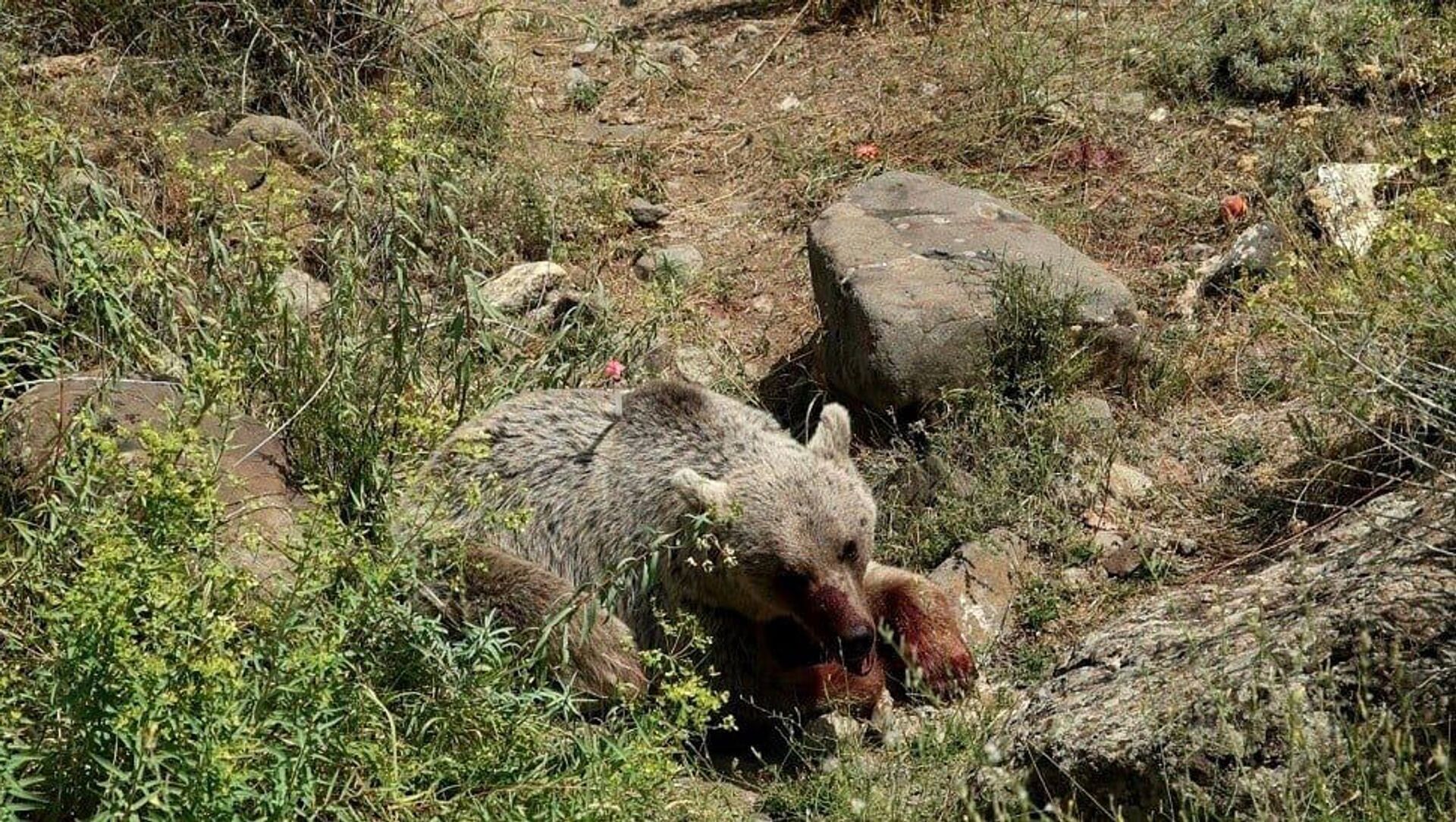 Найденная особь бурого медведя в селе Елпин Вайоцдзорской области - Sputnik Армения, 1920, 14.08.2021