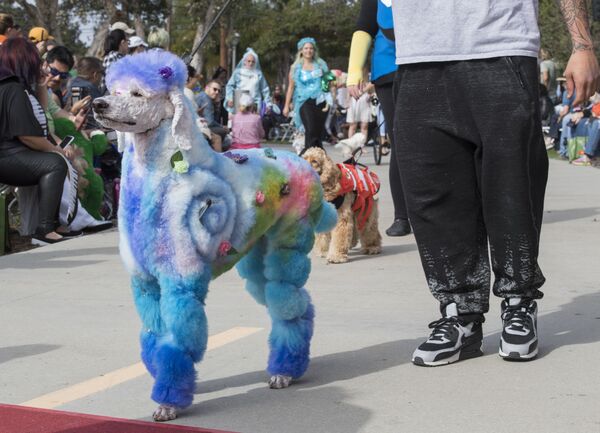 Շներն ու նրանց տերերը «Haute Dog Howl' oween» ամենամյա շքերթի ժամանակ, Լոնգ Բիչ, Կալիֆոռնիա Շներն ու նրանց տերերը «Haute Dog Howl' oween» ամենամյա շքերթի ժամանակ, Լոնգ Բիչ, Կալիֆոռնիա - Sputnik Արմենիա