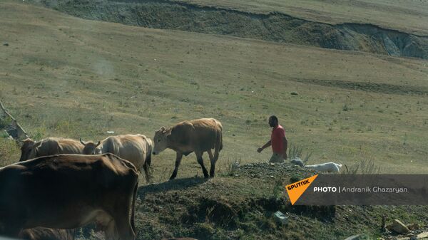 Пастух из села Покрашен Ширакской области - Sputnik Армения