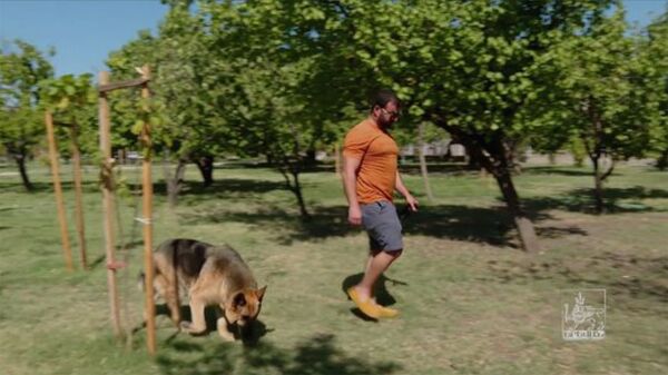 Երևանի բոլոր վարչական շրջաններում ընտանի շների համար կստեղծվեն հատուկ զբոսայգիներ: - Sputnik Արմենիա