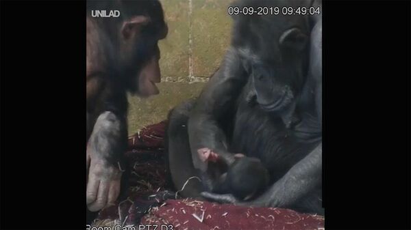 Очаровашки! Супермимишное видео о маме-шимпанзе и ее малышах завирусило сеть
 - Sputnik Армения