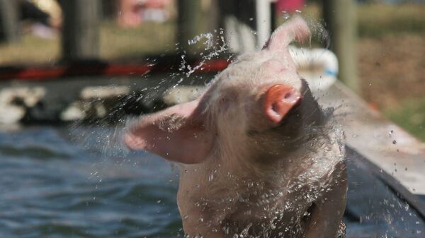 Свинья отряхивается после купания - Sputnik Արմենիա