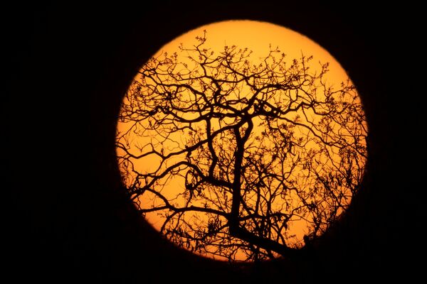 Յավալապիտիում արևն անցել է ծառի հետևը։ - Sputnik Արմենիա