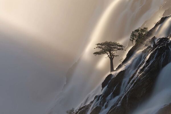 Շվեյցարացի լուսանկարիչ Անետ Մոսբախերի «Կյանքի ծառը»։ Հաղթել է «Թռչուններ» անվանակարգում։ - Sputnik Արմենիա