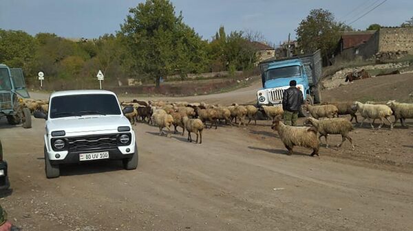 Возвращение 106 голов скота жителям села Тех - Sputnik Армения