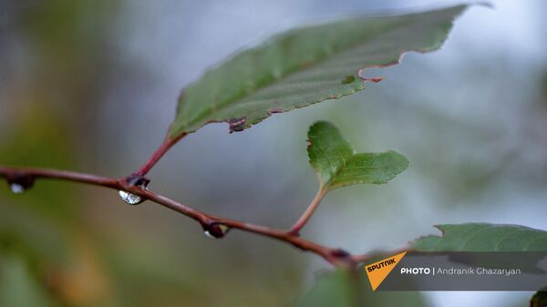 Капли дождя на осенней листве - Sputnik Армения