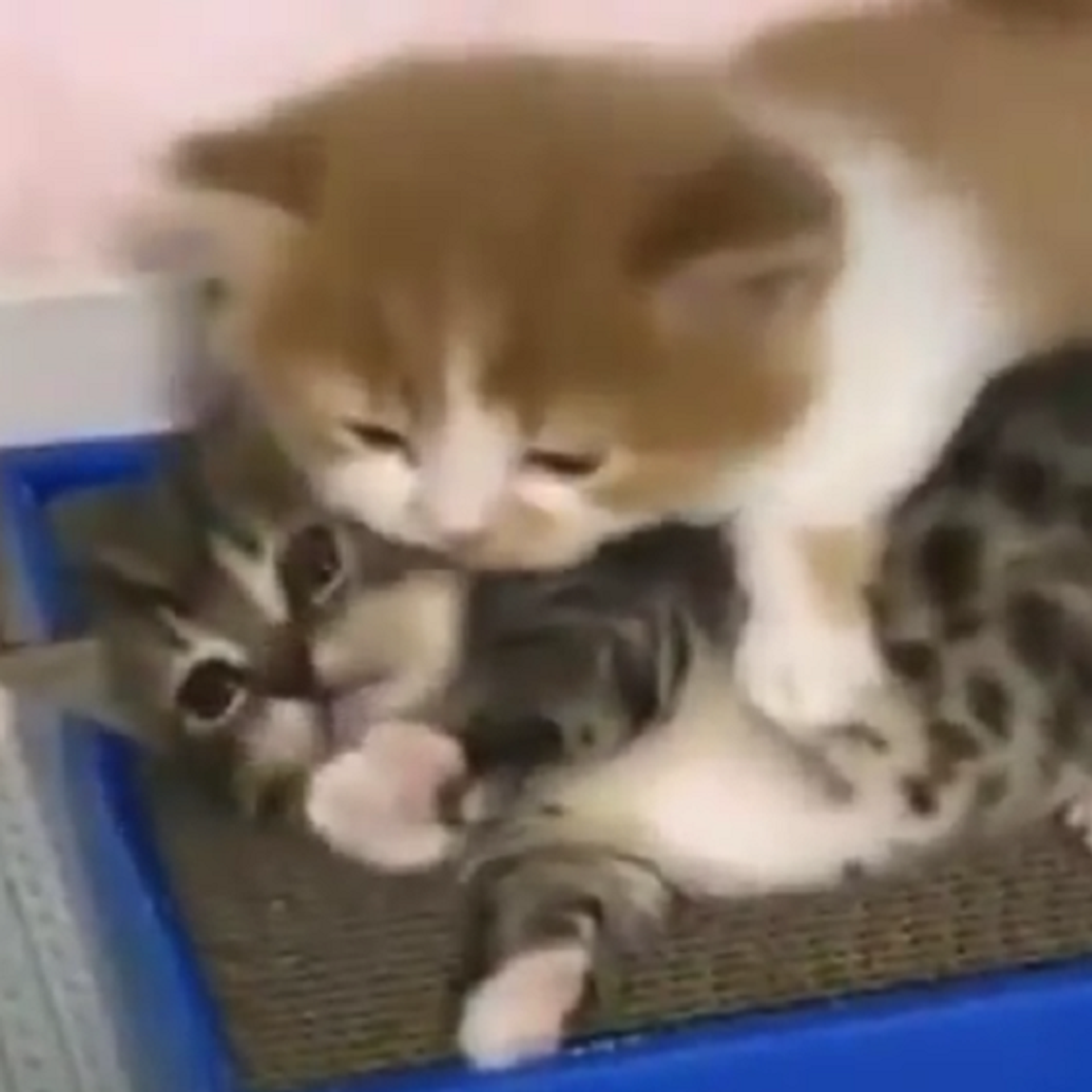 Японские ролики про котят. Котята 2х дневные. Выкса жизнь 2 котята. Киселёчек кот видео.