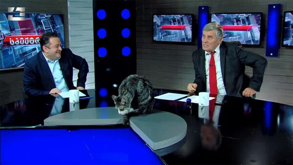 Прыгнувший на стол кот прервал прямой эфир грузинского ТВ - Sputnik Армения
