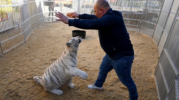 Директор цирка Cirque Franco-Belge Джексон Миллер кормит молодого тигра в клетке (19 ноября 2021). Мариньянa - Sputnik Армения