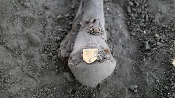 Кость мамонта на месте обнаружения скелетов мамонтов, рядом с Квинаметзином (17 ноября 2021). Мексика - Sputnik Армения