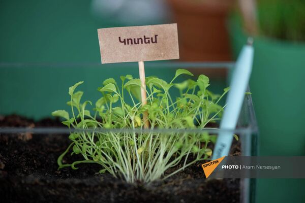 Выращенные ростки из ручек Eco pen - Sputnik Армения