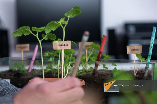 Выращенные ростки из ручек Eco pen Выращенные ростки из ручек Eco pen - Sputnik Армения